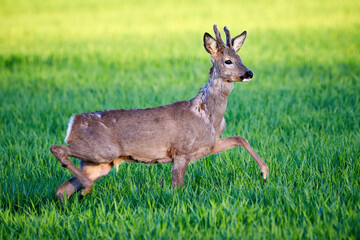 Roe deer male running on field ( Capreolus capreolus ). European roe		