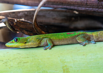 gecko hawaii