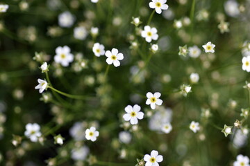 Winzige Blüten eines milchweißen Mannsschild