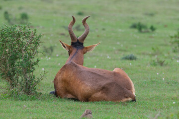 Red Hartebeest in the Southern Africa terrain, game park on a warm and sunny day