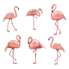 Vector set with four pink flamingos isolated on the white background. - obrazy, fototapety, plakaty