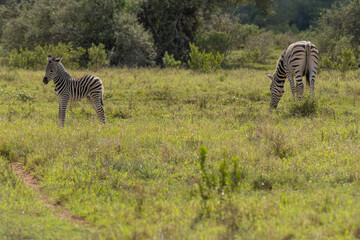 Fototapeta premium Little, baby Zebra in close proximity to his/her mother in a game park field in Southern Africa on a warm and sunny day