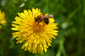 bee on flower