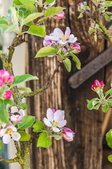 Apple blossoms in spring, in the background an old wooden beam