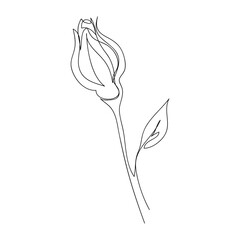 Continuous single-line drawing of a rose. Black and white vector illustration of a flower.