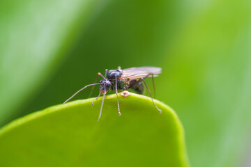 An ant giant-sized animal insect with wings standing alone on the natural green leaf.