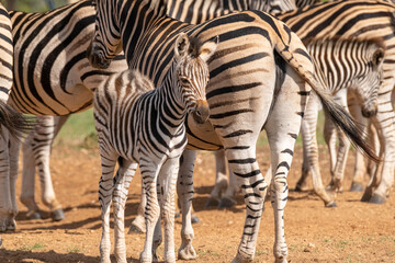 Little, baby Zebra in close proximity to his/her mother in a game park field in Southern Africa on...