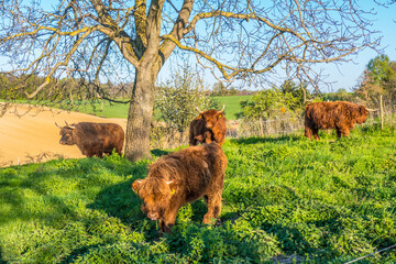 Schottische hochlandrinder grasen auf der Weide im Frühjahr