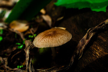 Beautiful mushroom. Brown fungus on the ground. Nature background. 