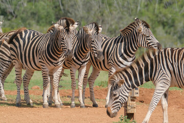 Fototapeta premium African Zebra herd alongside a small waterhole on a warm and sunny day in a Southern African game park