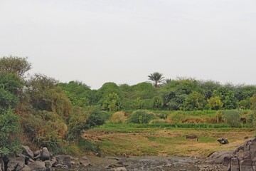 Fototapeta na wymiar Beautiful scenery of greenery and rocks in Aswan in Egypt
