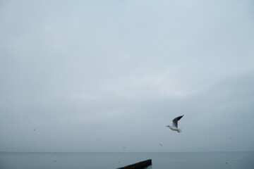 seagull in the sky