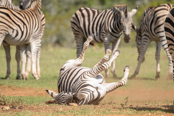 African Zebra playing and rolling around in the sand on a warm, sunny day in Southern Africa