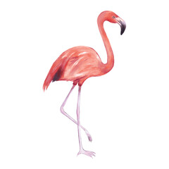 Vector illustration of pink flamingo with watercolor