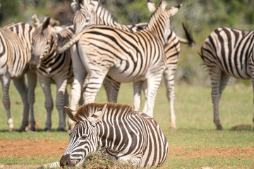Fototapeta na wymiar African Zebra playing and rolling around in the sand on a warm, sunny day in Southern Africa