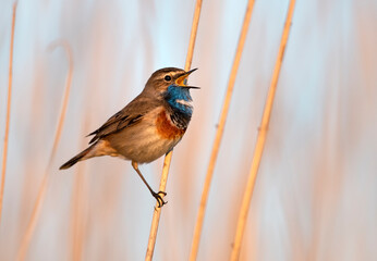 Bluethroat bird close up ( Luscinia svecica )