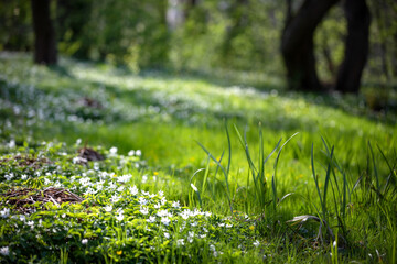 Białe zawilce w wiosennym słońcu, wiosenny park