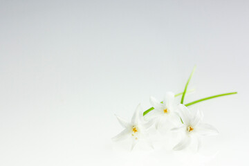 Naklejka na ściany i meble Beautiful flowers on the white background