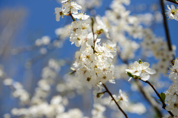 Beautiful flowering Japanese cherry - Sakura. Background with flowers on a spring day. 