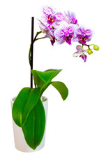 Vase with purple orchid isolated on white.