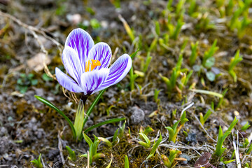 A beautiful blossom of the autumn crocus in spring with purple color on a meadow