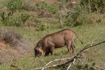 African Common Warthog's rummaging through the grass and bush to feed upon roots and bulbs in the Southern African terrain on a warm, sunny day