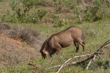 African Common Warthog's rummaging through the grass and bush to feed upon roots and bulbs in the...