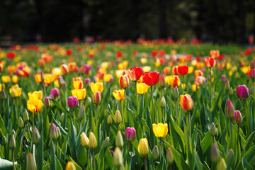 tulips