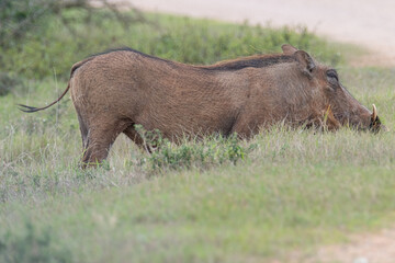 African Common Warthog's rummaging through the grass and bush to feed upon roots and bulbs in the Southern African terrain on a warm, sunny day