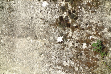 Wall with moss and sunlight