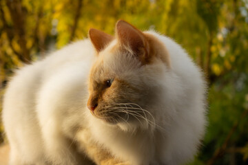 Adorable white long-haired siamese cat. Cat resting in the sunset light. Selective focus.