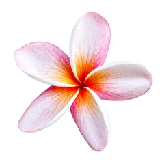 Zelfklevend Fotobehang Plumeria frangipani flower isolated on white background © natrot
