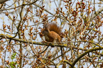 Squirrel is sitting on a branch in the forest and is looking for food. it is very curious and has a bushy tail 