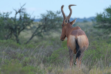 Red Hartebeest in the Southern Africa terrain, game park on a warm and sunny day