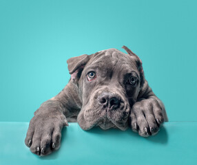 Obraz premium one cane corso puppy on a colored background
