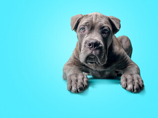 one cane corso puppy on a colored background