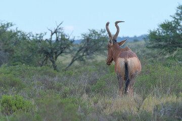 Red Hartebeest in the Southern Africa terrain, game park on a warm and sunny day