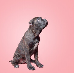 one cane corso puppy on a colored background