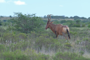 Red Hartebeest in the Southern Africa terrain, game park on a warm and sunny day