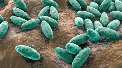 Brucella bacteria, the causative agent of brucellosis, 3D illustration - obrazy, fototapety, plakaty