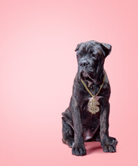 Naklejka premium one cane corso puppy on a colored background