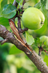 Splitting apple tree branches by weight of apples and foliage