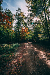 Beautiful autumn colors - forest