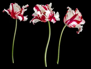 Stoff pro Meter White-red parrot tulips isolated on black background © smiltena