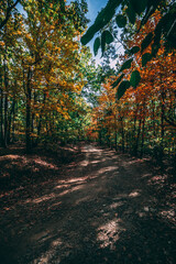 Naklejka premium Beautiful autumn colors - forest