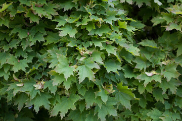 Obraz premium Maple green leaves background