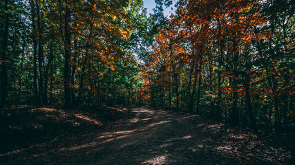 Beautiful autumn colors - forest