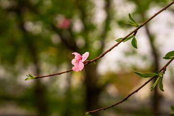 Peach Flowers