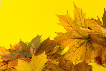 Autumn maple leaf close-up on yellow background. rich color background
