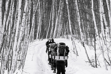 A group of back packers on snowshoes walk away from the camera on a trail in the boreal forest ...